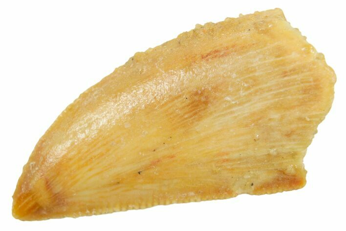 Serrated Raptor Tooth - Real Dinosaur Tooth #364877